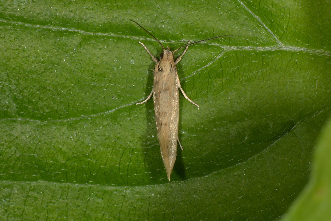 Eriocottidae? S, Eriocottis sp.